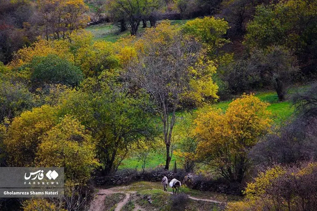 تصاویر؛ سمفونی رنگ های پاییزی در کوهستان چالوس