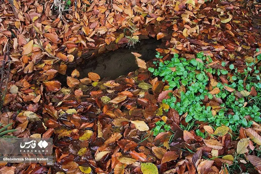 تصاویر؛ سمفونی رنگ های پاییزی در کوهستان چالوس
