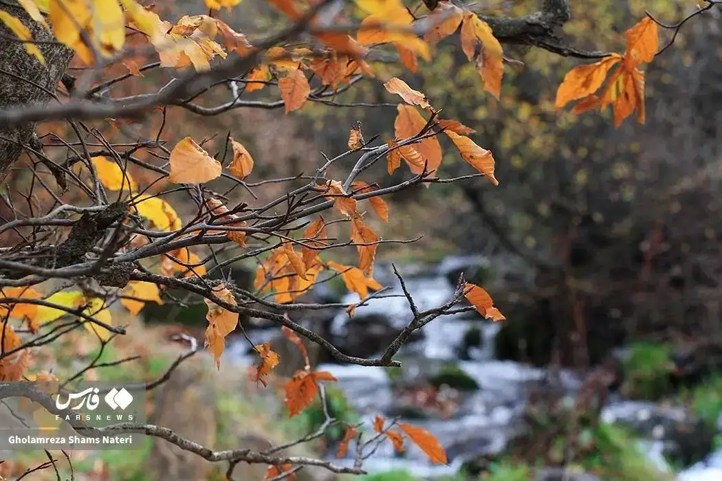 تصاویر؛ سمفونی رنگ های پاییزی در کوهستان چالوس