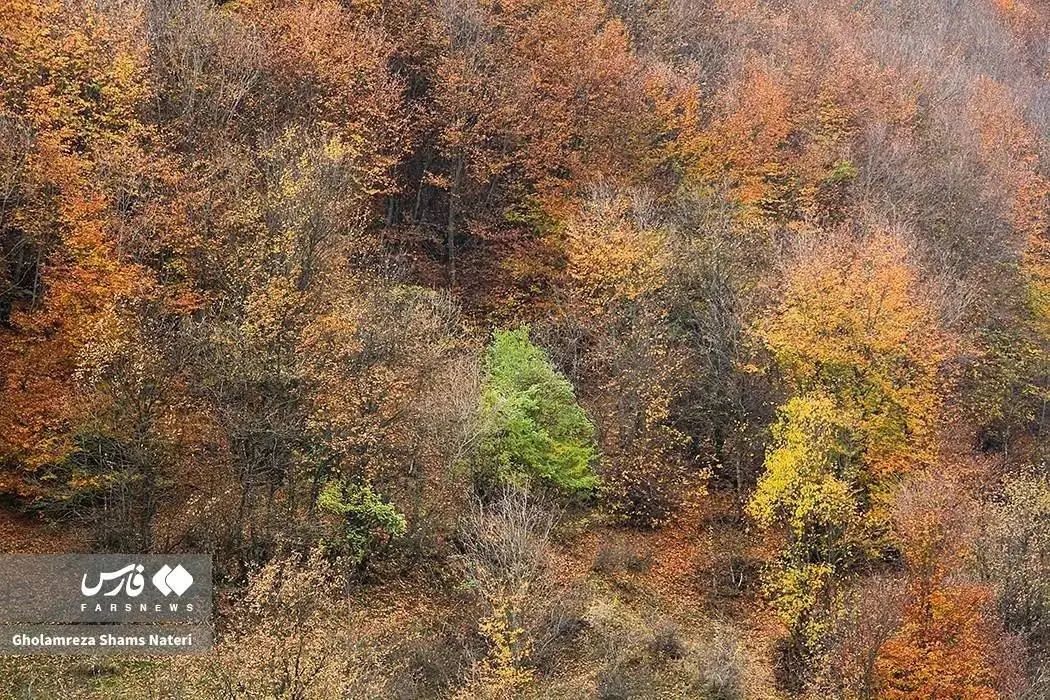 تصاویر؛ سمفونی رنگ های پاییزی در کوهستان چالوس