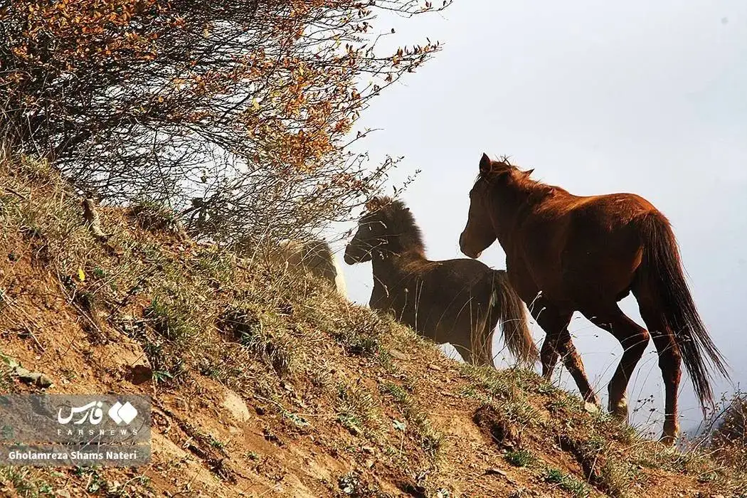 تصاویر؛ سمفونی رنگ های پاییزی در کوهستان چالوس
