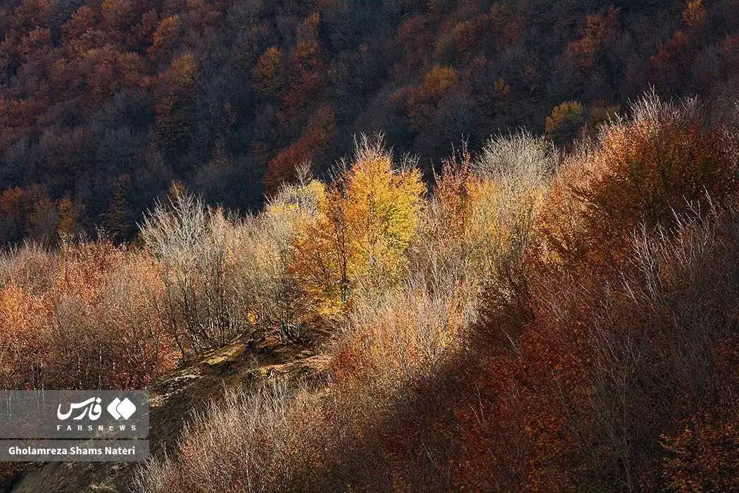 تصاویر؛ سمفونی رنگ های پاییزی در کوهستان چالوس