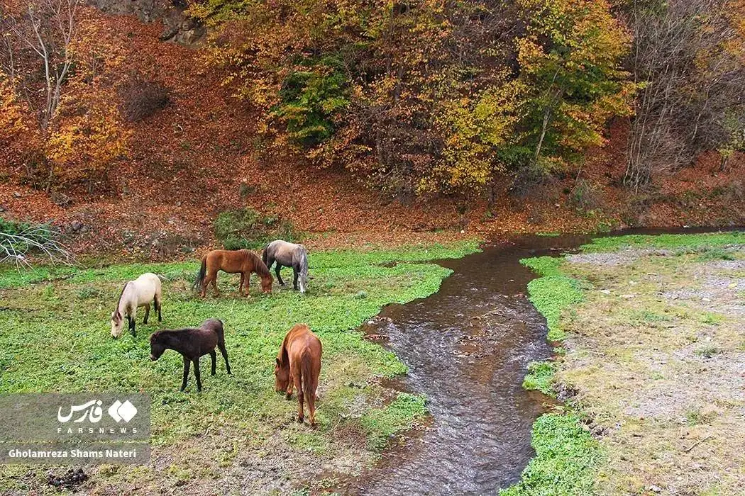 تصاویر؛ سمفونی رنگ های پاییزی در کوهستان چالوس