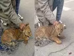 (ویدئو) یک شیر پس از وحشت آفرینی در خیابان های مصر به دام افتاد
