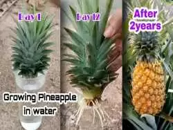 (ویدئو) چگونه می توان در منزل آناناس کاشت و برداشت کرد؟ 