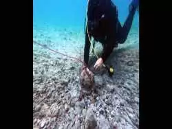 (تصاویر) سنگ عجیب کشف شده در کف دریا «کلاه خود» از آب درآمد