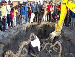 (ویدئو) مارگیر مشهور هندی، مارهای پیتون غول پیکر را در یک روستا به دام انداخت