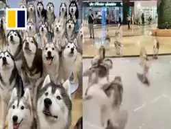 (ویدئو) فرار تماشایی و هیجان انگیز 100 سگ هاسکی از یک کافه!