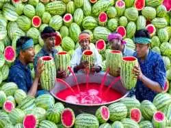 (ویدئو) فرآیند دیدنی آب گرفتن صدها هندوانه توسط 5 مرد روستایی مشهور هندی