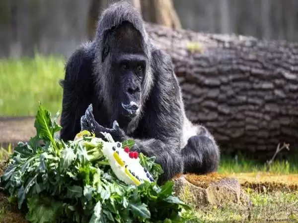 (ویدئو) جشن تولد 67 سالگی پیرترین گوریل جهان!