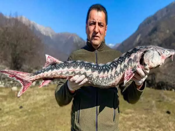 (ویدئو) غذای روستایی محبوب در آذربایجان؛ پخت غذا با ماهی خاویاری 16 میلیونی