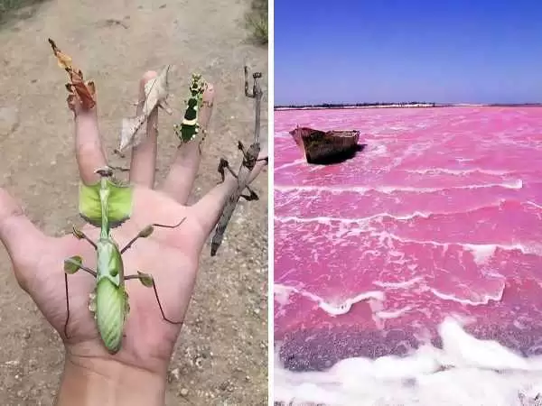 تصاویر عجیب و جالبی که شما را به وجد می آورد 