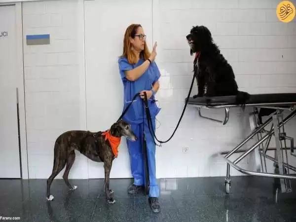 (ویدئو) سگ های درمانگر