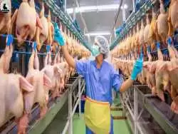 (ویدئو) فرآیند پرورش و فرآوری مرغ، گاو و عقرب توسط کشاورزان چینی و ژاپنی