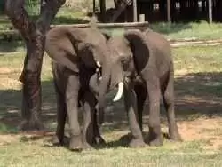(ویدئو) فیل ها گرم و پرهیجان با هم سلام و علیک می کنند؛ هر 10 دقیقه یک بار
