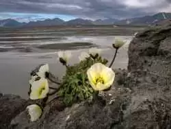 در جستجوی خشخاش قطبی؛ گلی که در مرز شمالی جهان رشد می کند