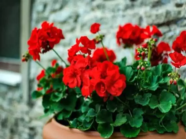 (تصاویر) گل هایی که در تمام سال شکوفا می شوند