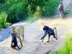 (ویدئو) شکار برق آسای بابون توسط پلنگ؛ جنگ بابون ها برای پس گرفتن هم گروهی شان