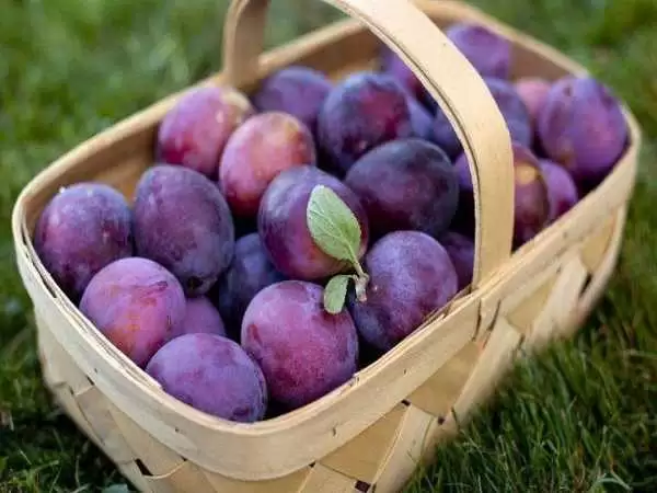 میوه ای که شما را از شر یبوست نجات می دهد