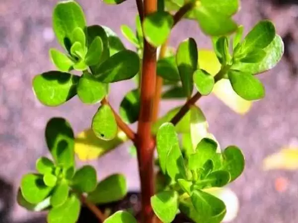یک دنیا خواص در یک برگ گیاه خرفه؛ از درمان تا زیبایی و لاغری