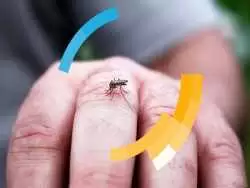 تمام حقایق درباره ی پشه آئدس و تب دنگی از زبان سازمان بهداشت جهانی