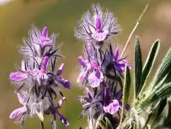 چای کوهی چه خواصی دارد و برای درمان چه بیماری هایی استفاده می شود؟