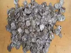 کشف اتفاقی گنجینه سکه  در آلمان