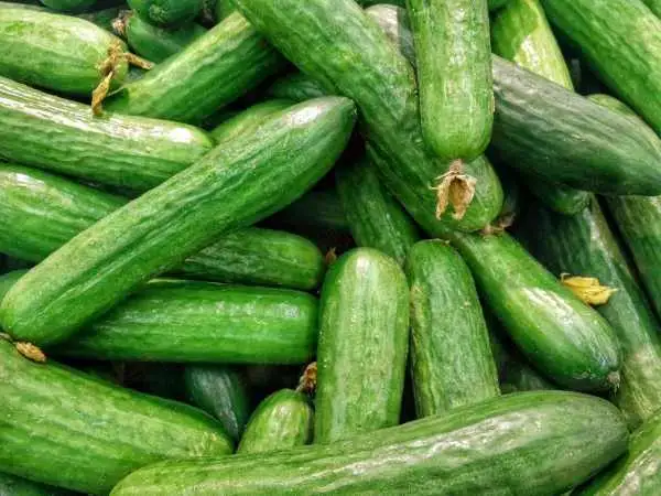 (عکس) سفر به ایران قدیم؛ خیار یک متری و هندوانه 22 کیلویی خبرساز شد! 