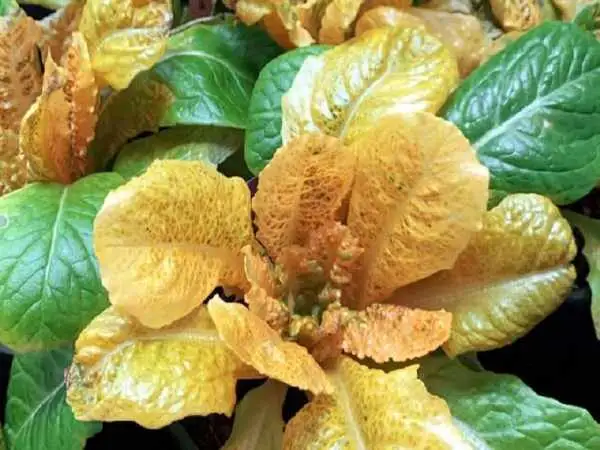 چرا این «کاهوی طلایی» 30 برابر سبزیجات ویتامین  دارد؟