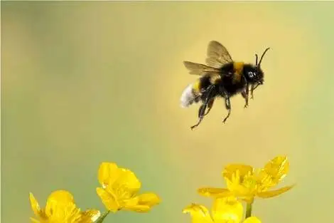 زنبورها جلوی ساخت مرکز داده هسته ای هوش مصنوعی متا را گرفتند!