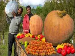 (ویدئو) غذلی روستایی در آذربایجان؛ پخت غذا با گوشت، گندم و کدوتنبل 