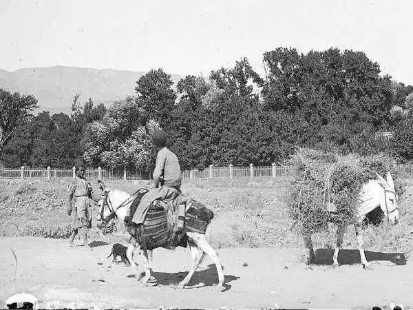 (عکس) سفر به ایران قدیم؛ الاغ سواری خانوادگی در تهران در دوران قاجار