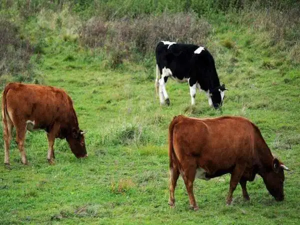 کشاورزی که می خواست آبخوری گاوها را درست کند، یک گردنبند 2500 ساله کشف کرد