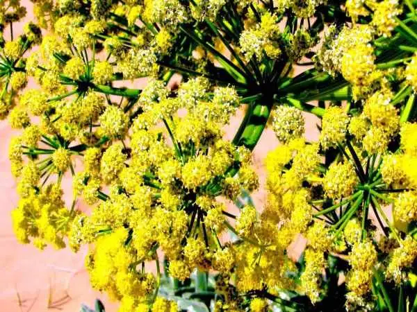 گیاه انحصاری کوهسرخ سالیانه 300 میلیارد تومان گردش مالی دارد