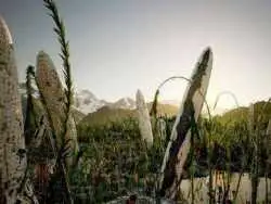 نخستین موجود غول پیکر ساکن خشکی احتمالا شکلی ناشناخته از حیات بوده است