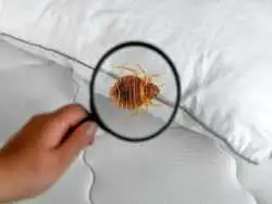 ساس ها به لطف جهش ژنتیکی دربرابر حشره کش ها مقاوم شده اند