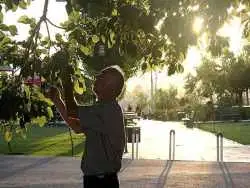 یک شایعه مشکوک، توت ‎ خوری مردم در بهار را کنسل کرد!