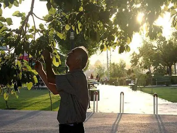 یک شایعه مشکوک، توت ‎ خوری مردم در بهار را کنسل کرد!