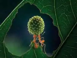 تصاویر؛ شاهکارهای هنرمند اندونزیایی که مرزهای «عکاسی از حشرات» را جابه جا کرده است