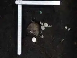 گنج سکّه های هزارساله در هنگام «درخت کاری» کشف شد