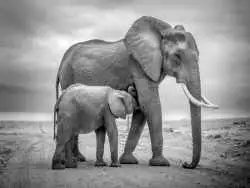 30 شاهکار عکاسی سیاه و سفید از قلمرو حیوانات