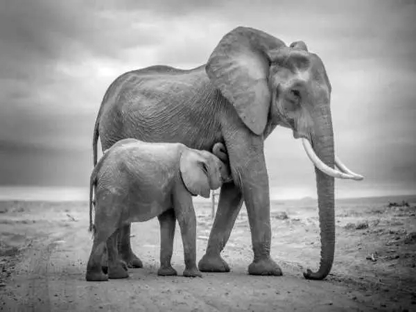 تصاویر؛ 30 شاهکار عکاسی سیاه و سفید از قلمرو حیوانات