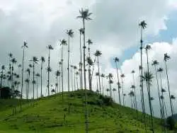 تصاویر؛ نخل مومی کویندیو؛ بلندترین درخت نخل جهان چند متر است و کجاست؟ ارتفاع نخل های ایران چقدر است؟