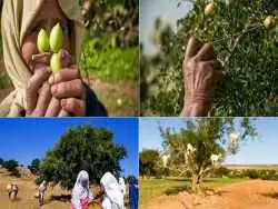 عکس؛ 10 می؛ روز جهانی درخت آرگان 