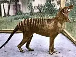 عکس؛ جانور منقرض شده به طبیعت باز می گردد؛ ژنوم کامل ببر تاسمانی رمزگشایی شد!