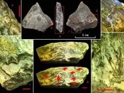 اشیائی 400 هزارساله از جنس «عاج ماموت» که «نوع متفاوتی از انسان ها» آن ها را ساخته اند