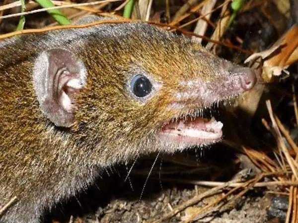 5 موجود عجیبی که به تازگی کشف شده اند!