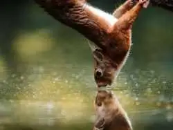 تصاویر؛ لحظات ناب حیات وحش از نگاه عکاس هلندی