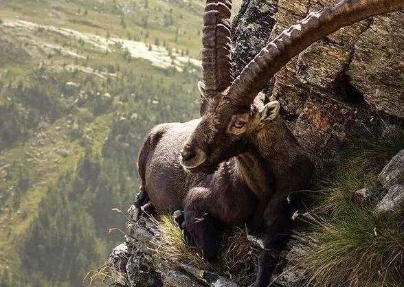 تصاویر؛ قاب های ناب و متفاوت از حیات وحش؛ از «تولد مار» تا «استراحتگاه بز کوهی»