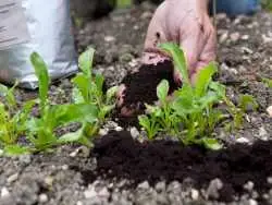 چرا بهتر است تفالۀ قهوه را در باغچه بریزید؟